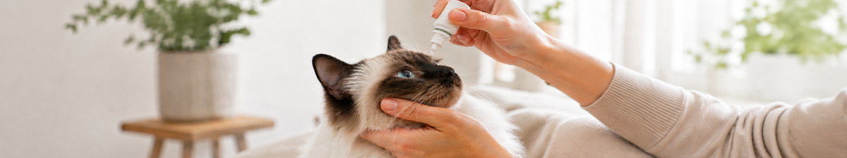 Eine Person hält den Kopf einer Katze und gibt ihr Tropfen ins Auge