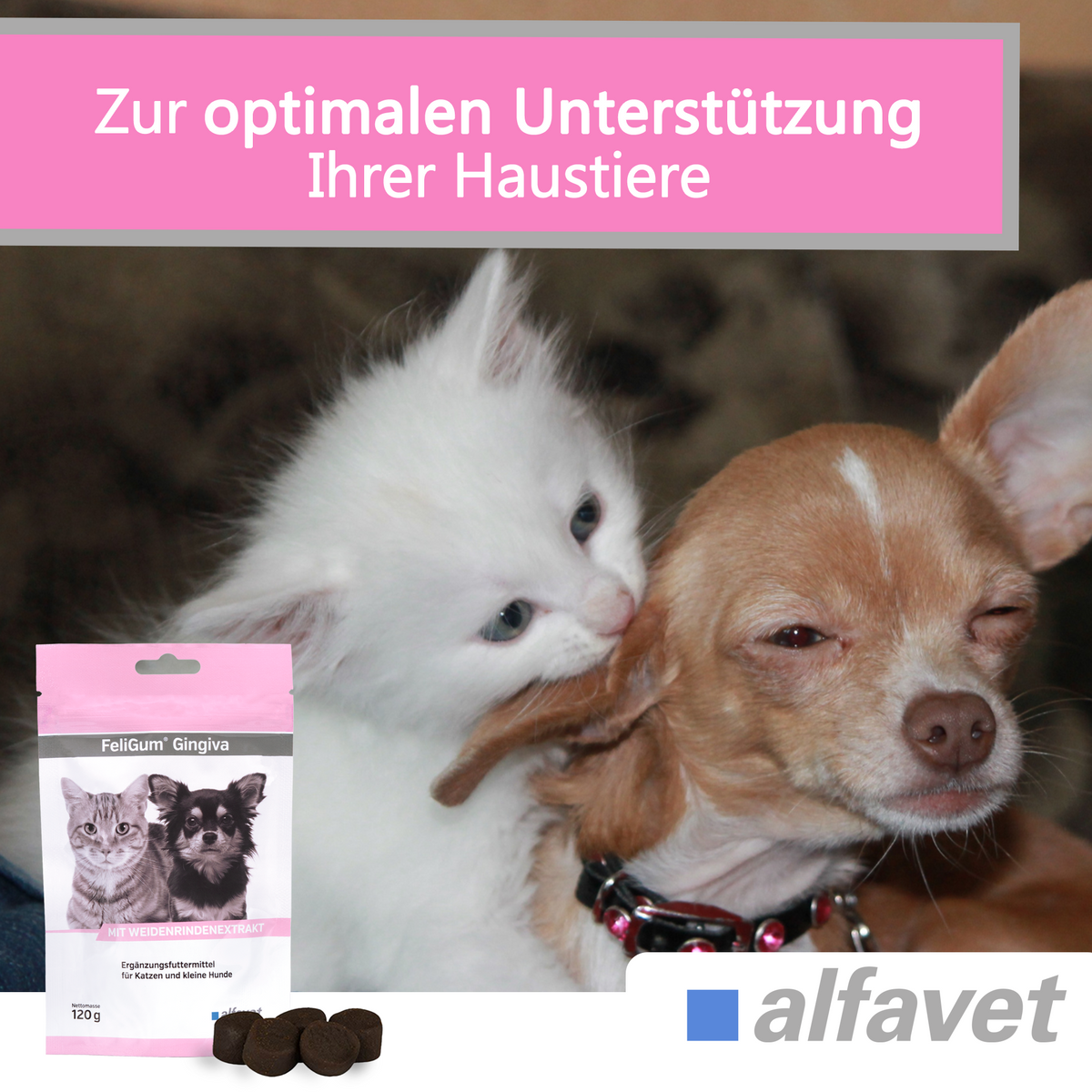 alfavet FeliGum Gingiva, mit Katze und kleinem Hund sowie eingeblendetem Beutel und Kaudrops, Hinweis „Zur optimalen Unterstützung Ihrer Haustiere“
